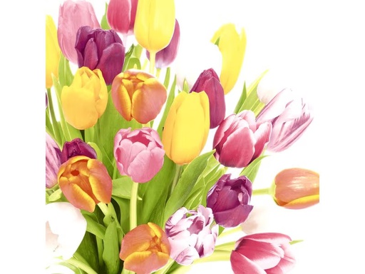 [90333552 1665792] Paper + Design Papierservietten Beautiful Tulips 33 cm x 33 cm, 20 Stück