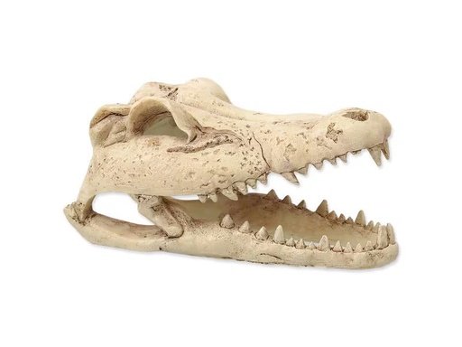[90334990 1643365] Repti Planet Dekoschädel Krokodil