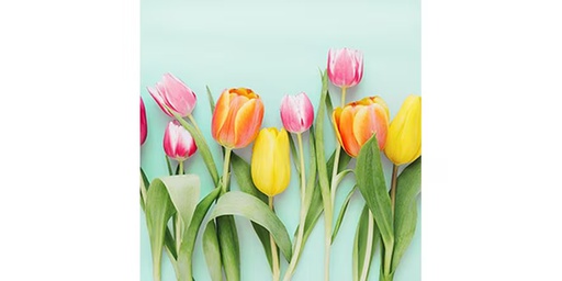 [90335261 1666058] Braun + Company Papierservietten Rainbow Tulips 33 cm x 33 cm, 20 Stück