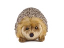 Living Nature Plüsch Igel gross 23 cm