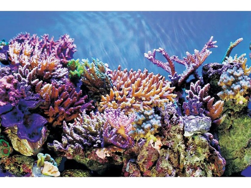 [90349962 1707701] SuperFish Rückwandfolie Deko Poster A6 150 x 61 cm