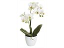 Botanic-Haus Kunstblume Phalenopsis 2 Rispen im Topf