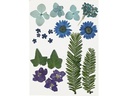 Creativ Company Streudeko Gepresste Blüten und Blätter, Blau, 19 sort.