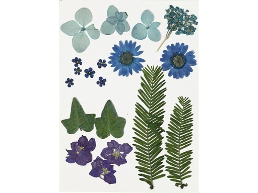 [90093188 931730] Creativ Company Streudeko Gepresste Blüten und Blätter, Blau, 19 sort.